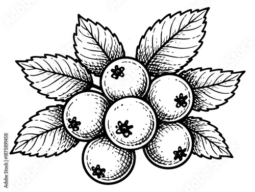 Hand drawn line art illustration of blueberries with leaves depicting a cluster of ripe berries for food and beverage designs
