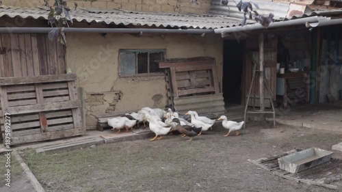 A flock of Pekin white ducks runs to a feeder to eat food outdoors in the countryside.