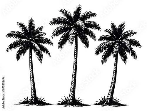 Hand drawn line art palm tree set featuring three tropical plants for summer vacation design