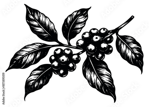 Hand drawn line art illustration of a coffee branch depicting coffee berries and leaves for food and beverage design