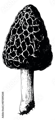 Line art illustration of a morel mushroom depicting its distinct texture for culinary and foraging designs