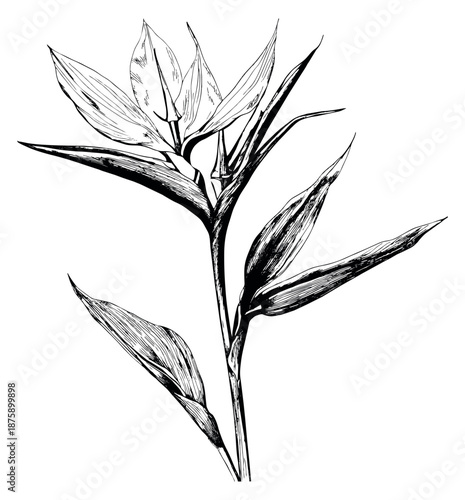 Hand drawn line art illustration of a bird of paradise flower depicting tropical botany for exotic design