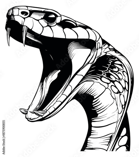 Hand drawn line art illustration of a cobra head depicting an aggressive open mouth and fangs for dangerous wildlife concepts