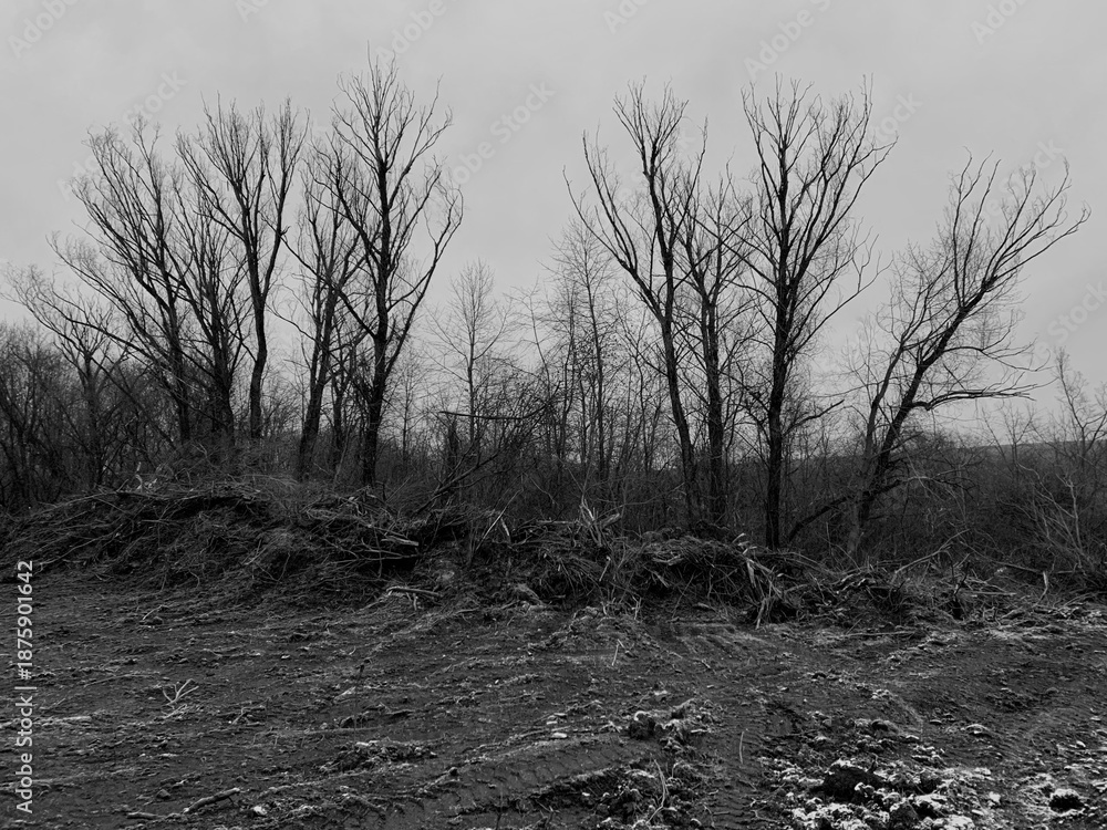 Fototapeta Deforestation and land clearing with uprooted trees and bare soil to increase crop cultivation areas. Environmental impact of agriculture expansion, habitat loss, and ecosystem disruption. 
