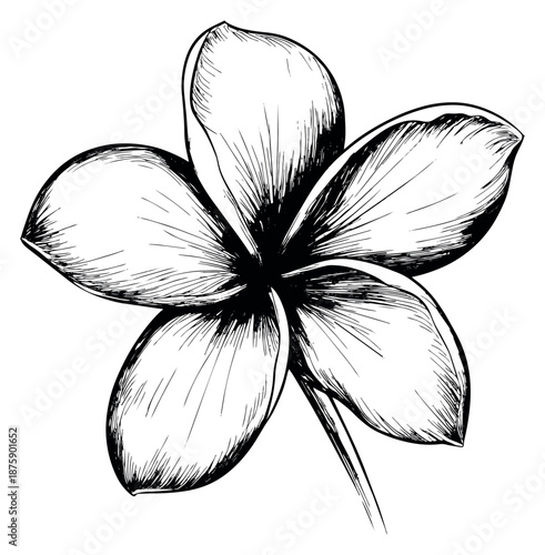 Hand drawn line art illustration of a tropical flower depicting blooming for botanical design projects
