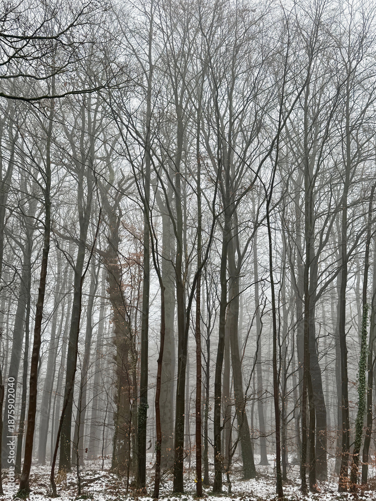 Fototapeta premium Tauwetter in nebligem Wald