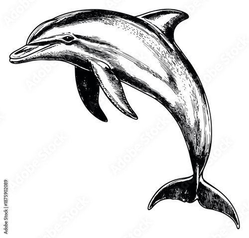 Hand drawn line art illustration of a dolphin depicting a majestic leap for marine life designs