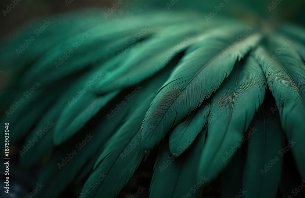Obraz premium Dark green feathers arranged in a fan. Detailed texture shows delicate lines and soft curves. Elegant pattern creates a sophisticated natural backdrop.