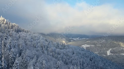 Wallpaper Mural aerial footage capturing the pristine beauty of a snow-covered coniferous forest in Synevyr National Park, located in the Carpathian Mountains of Ukraine. Torontodigital.ca