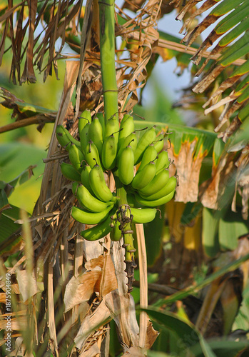 banana batch
