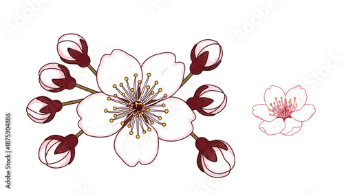 Delicate cherry blossom branch with pink flowers and buds in various stages of blooming against a white background.