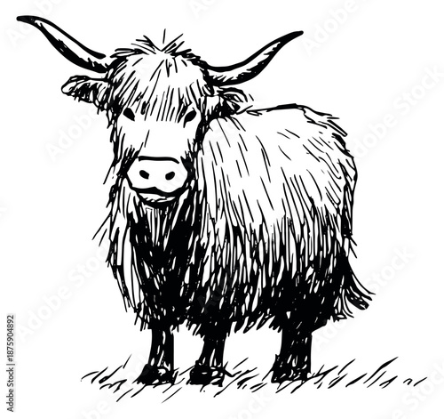 Hand drawn illustration of a highland cow depicting its shaggy coat for farm and nature themes
