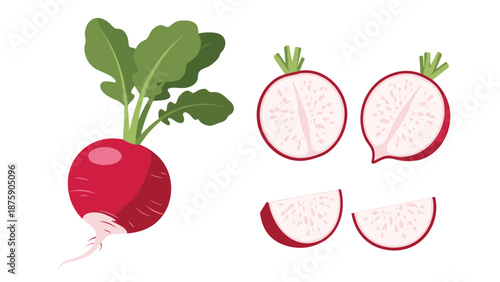 Fresh whole red radish with green leaves is shown next to its sliced parts and wedges in a clean and natural food illustration.
