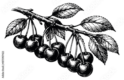 Hand drawn line art illustration of a cherry branch depicting ripe fruit and leaves for natural food design