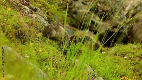 wild mountain marmots playing on a meadow 4k 25fps video