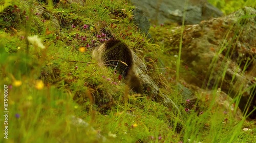 wild mountain marmot in the mountain nature 4k 25fps video