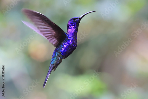 Violet Sabrewing Hummingbird flying in the forest, Costa Rica