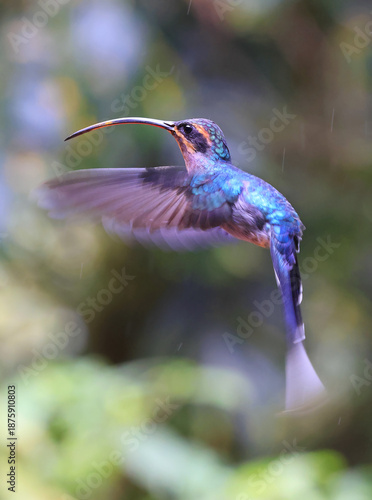 Green Hermit Hummingbird female flying in the forest, Costa Rica