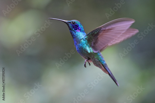 Lesser Violetear Hummingbird flying in the forest, Costa Rica