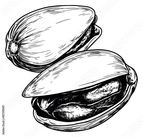 Hand drawn line art illustration of mussels depicting one closed and one partially open for seafood dish design