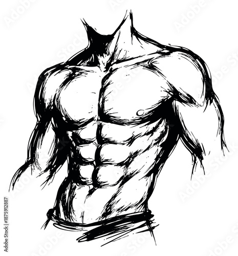 Hand drawn line art illustration of a male torso depicting six pack abs for fitness and bodybuilding