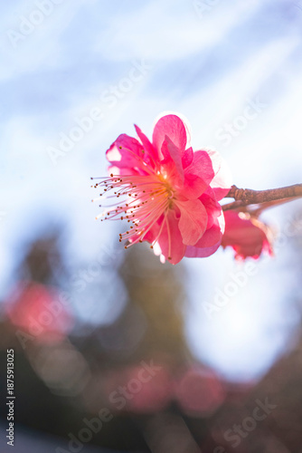 鎌倉26110　妙本寺4　紅梅