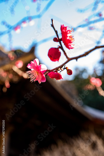 鎌倉26110　妙本寺5　紅梅
