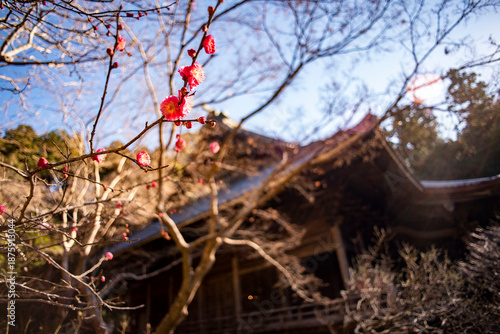 鎌倉26110　妙本寺2　梅