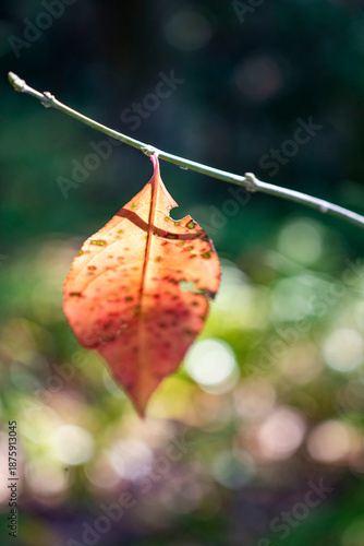 鎌倉26110　妙本寺1　枯れ葉