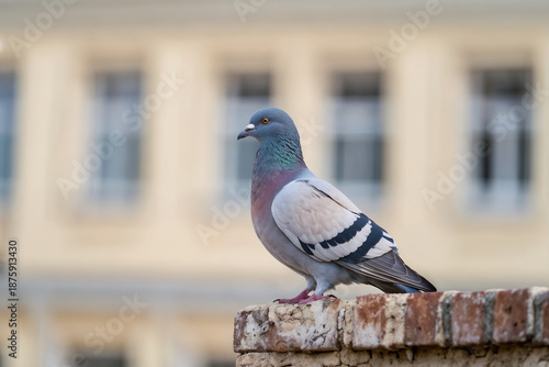 A common grey feral pigeon standing on a red brick wall, showcasing iridescent neck feathers and black wing bars against a blurred city building background.