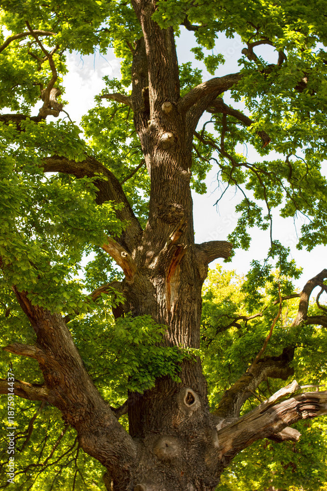 Fototapeta premium Detailed texture of old oak tree bark in natural light