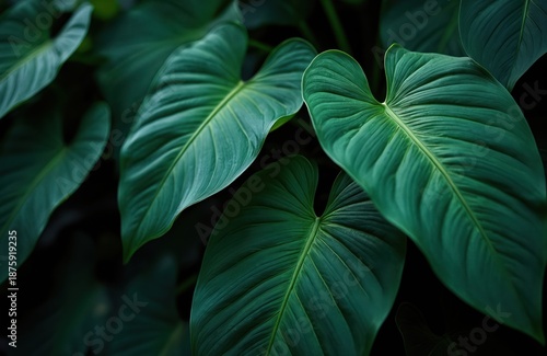 Close-up of lush green Spathiphyllum cannifolium leaves forming a natural abstract texture. Dark background highlights intricate vein patterns and rich foliage creating a serene jungle mood.