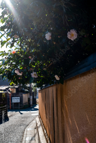 鎌倉26110　宝戒寺2　椿