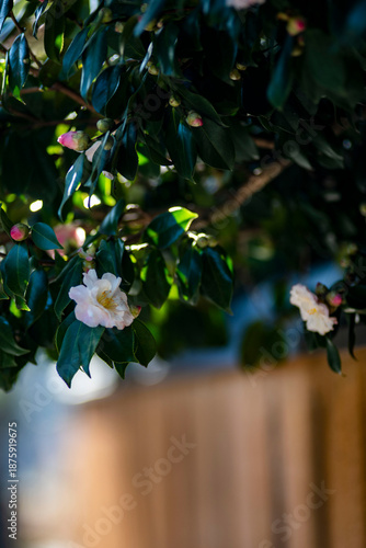 鎌倉26110　宝戒寺4　椿