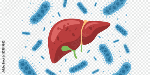 Liver Infection with Bacteria and Viruses Medical Illustration, healthcare and disease concept