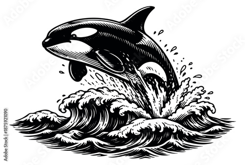 Hand drawn line art illustration of a killer whale depicting breaching in the ocean for wildlife and marine themes