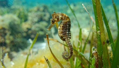 Seahorse swims in the shallow waters great barrier national park in florida.
