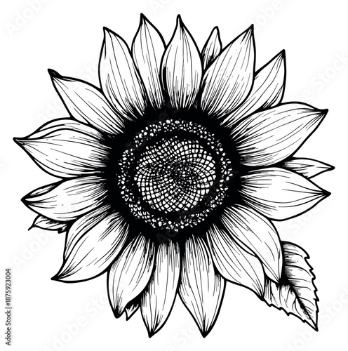 Hand drawn line art illustration of a sunflower depicting it in full bloom for summer designs
