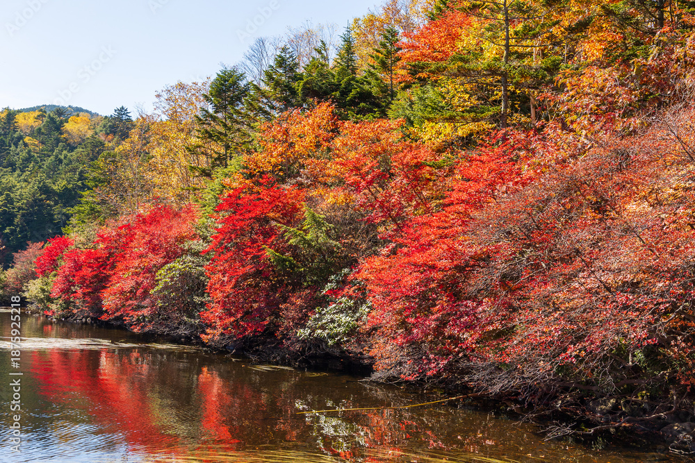 Obraz premium 日本の風景・秋 長野県佐久穂町 北八ヶ岳 紅葉の白駒の池