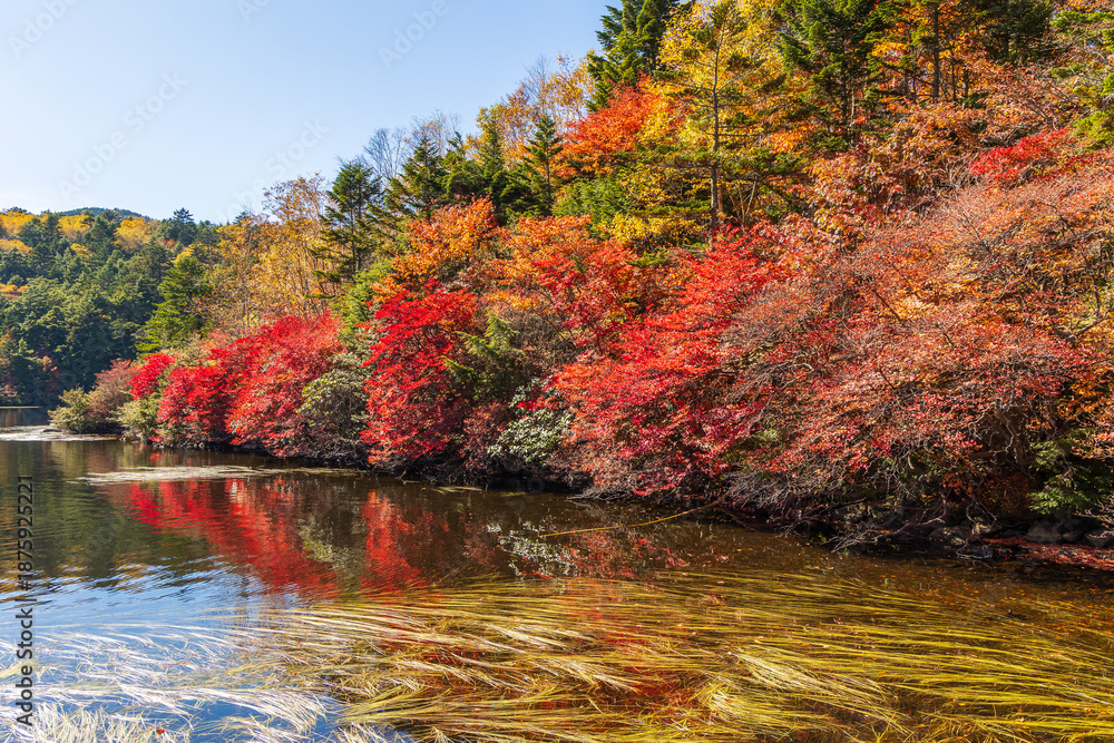 Obraz premium 日本の風景・秋 長野県佐久穂町 北八ヶ岳 紅葉の白駒の池