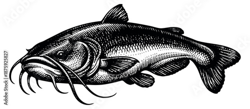 Engraving style illustration of a catfish depicting it swimming in profile for fishing and seafood themes