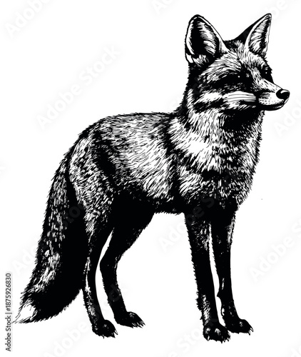 Hand drawn line art illustration of a fox depicting standing alertly for animal themed designs