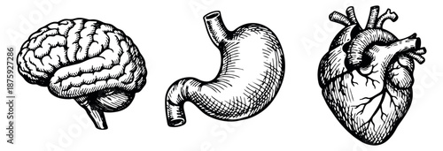 Hand drawn line art human organs set featuring a brain, stomach, and heart for medical illustration