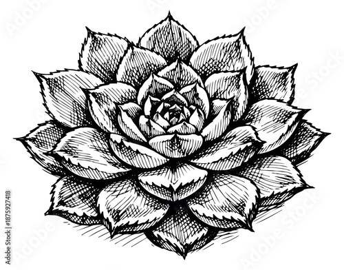 Hand drawn line art illustration of an echeveria succulent depicting its rosette shape for botanical decoration