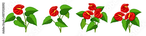 Set of anthurium flowers in cartoon style. Vector illustration of red bouquets of anthurium glossy flowers with yellow inflorescences, green leaves isolated on white background. Home plants.
