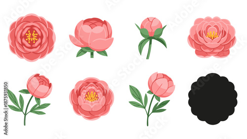 Collection of beautiful pink peony flowers and buds in various stages of bloom