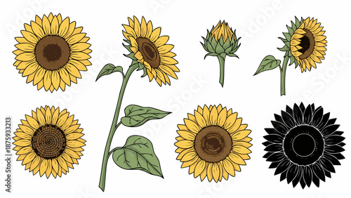 Collection of hand-drawn sunflowers in various stages of bloom and a silhouette