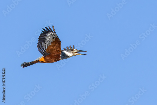 Ringed kingfisher in flight
