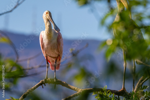 Roseate spoonbill 