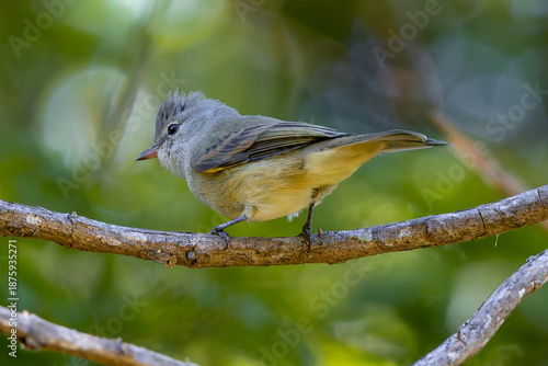Southern Beardless-Tyrannulet 